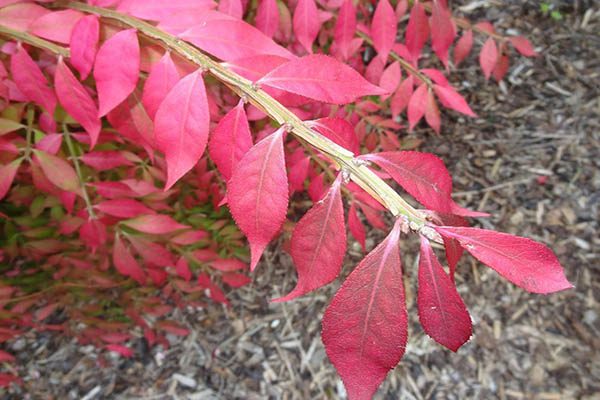 Burning bush foliage in brilliant red fall color