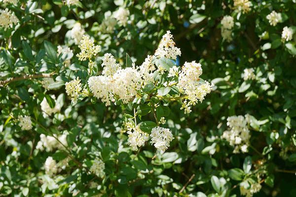 Small white Cheyenne privet flowers in early summer