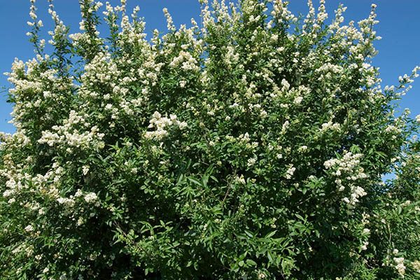 Cheyenne privet shrub showing dense, upright form in leaf