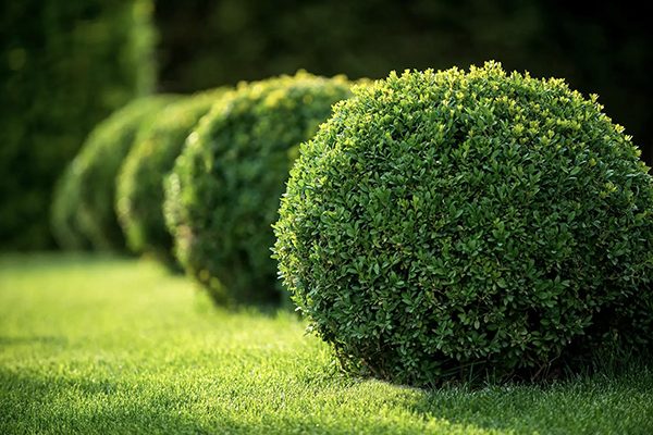 Sheared boxwood showing dense, rounded evergreen form