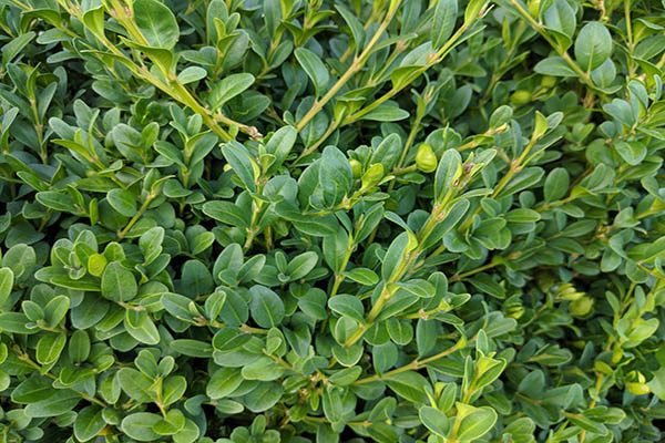 Small dark green boxwood leaves in dense evergreen growth