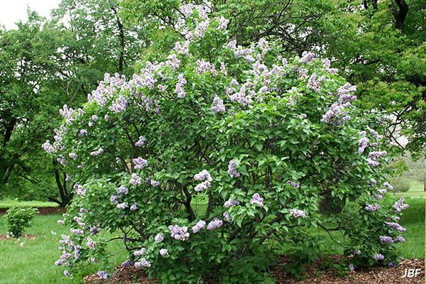 Mature common lilac in full bloom showing upright, multi-stem form