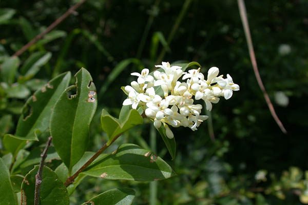 Cluster of small white privet flowers in early summer