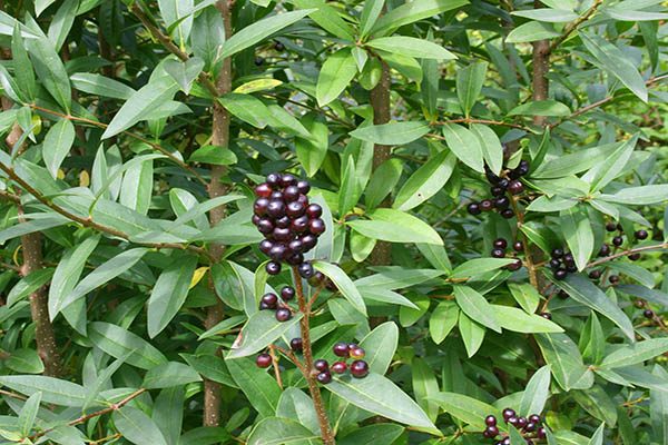 Dark privet fruit clusters ripening on the shrub