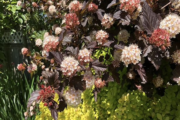 Pale pink ninebark flower clusters against burgundy foliage