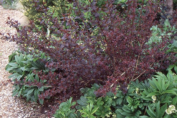 Diablo ninebark showing deep burgundy-purple foliage and arching form