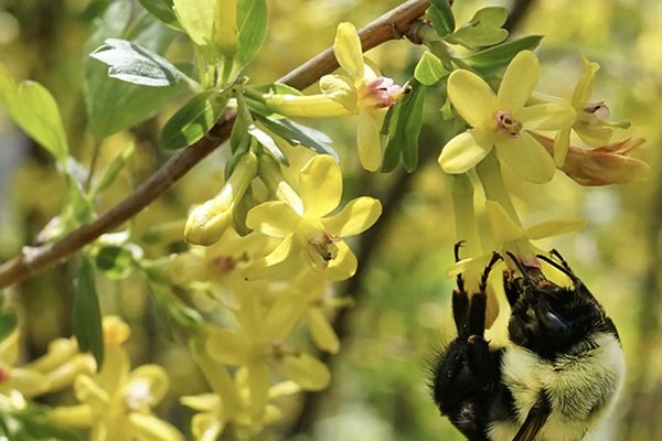 Bumblebee working golden currant flowers, showing early-season pollinator value