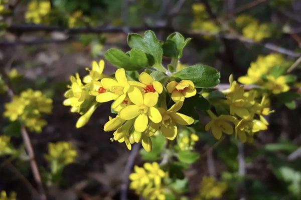 Fragrant yellow golden currant flowers in early spring