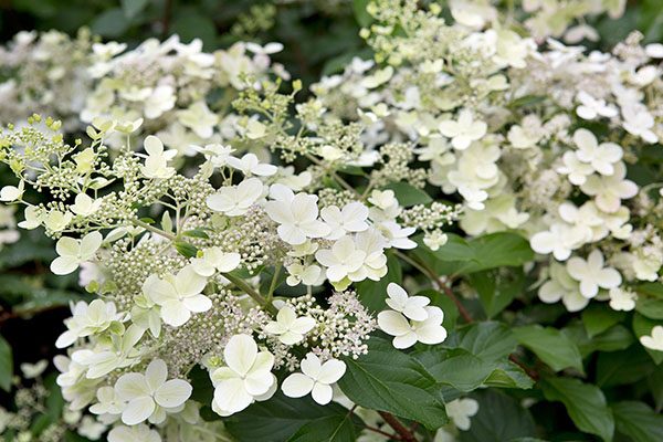 Panicle hydrangea flower heads aging from white to pink in late summer