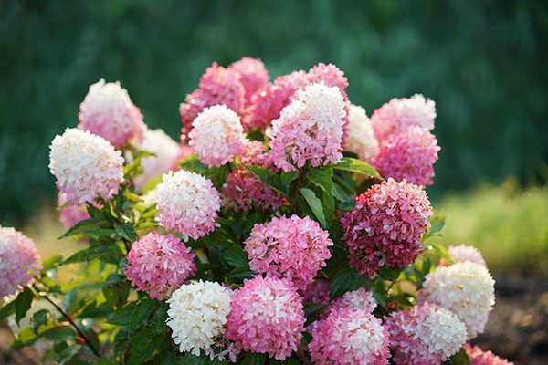 Panicle hydrangea shrub in a landscape bed showing upright, rounded form