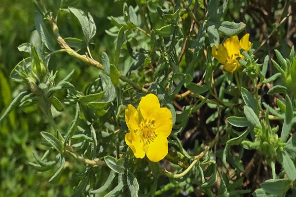 Yellow shrubby potentilla flowers on a low, mounded shrub