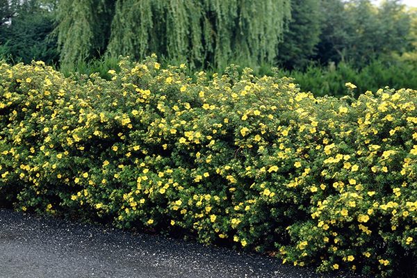 Mass planting of shrubby potentilla in continuous summer bloom