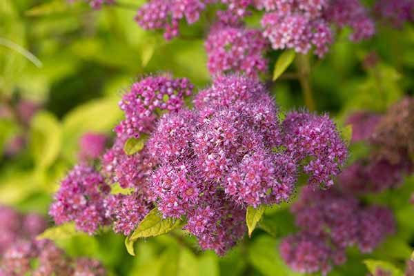 Pink spirea flower clusters in early summer