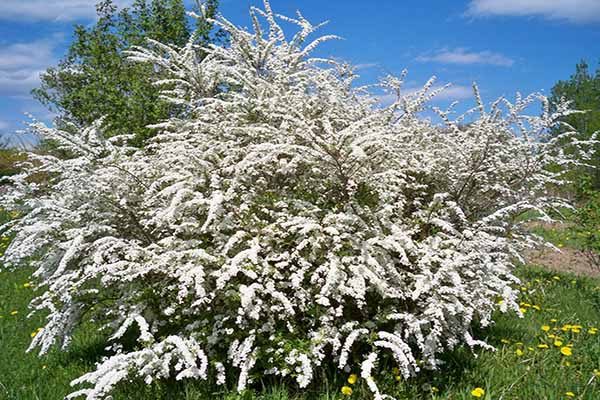 White-flowering spirea showing compact, mounded form