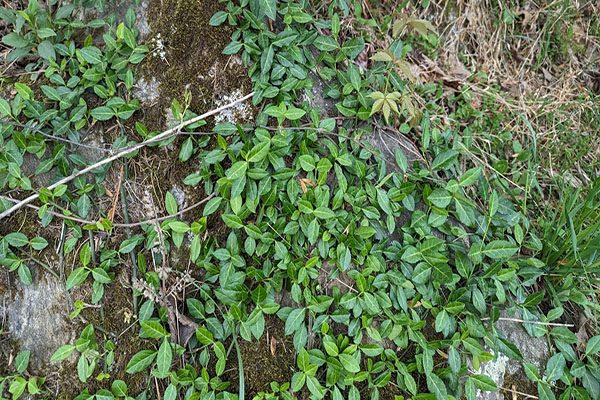 Spreading euonymus used as a low groundcover transition on a bank