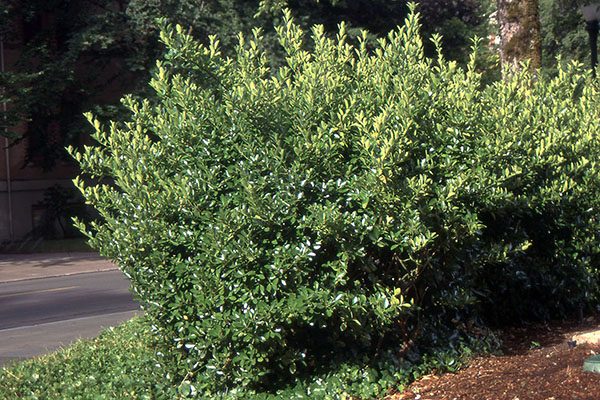 Spreading euonymus showing low, mounded spreading habit