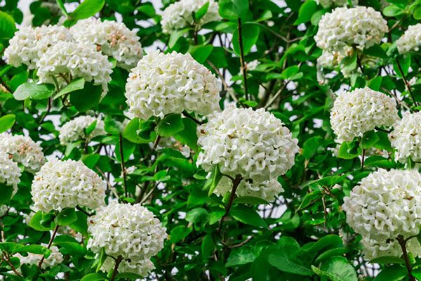 White viburnum flower clusters in spring