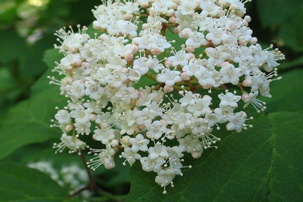 Viburnum in full spring bloom showing upright, rounded form