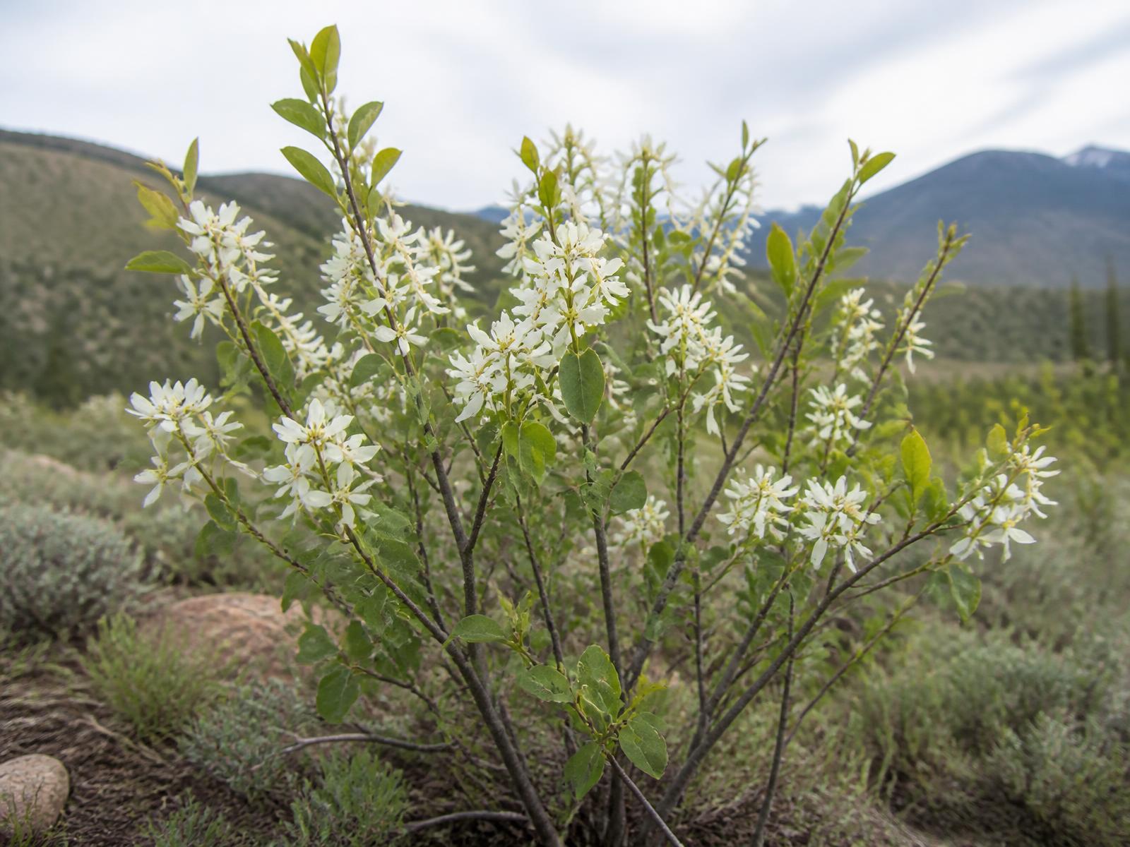 Flowering shrub in a Colorado landscape bed