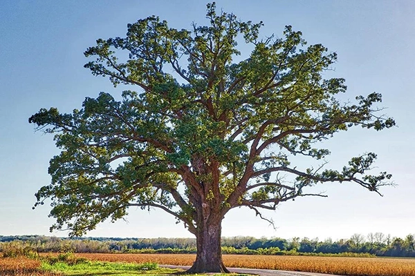Mature shade tree with strong branch structure