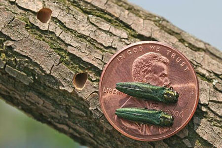 Emerald ash borer adult beetle on ash bark