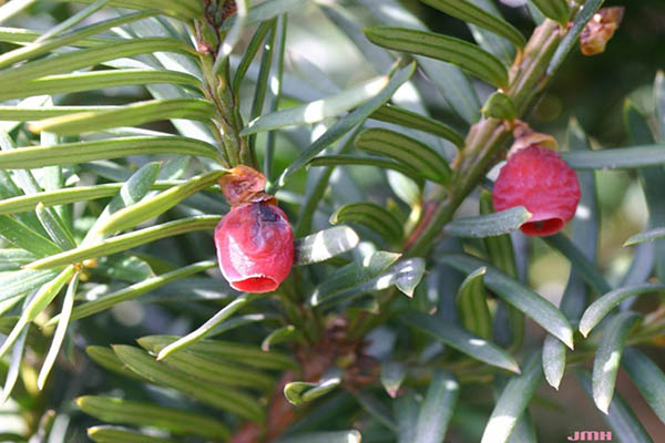 Anglo Japanese yew with dense dark green needle-like foliage