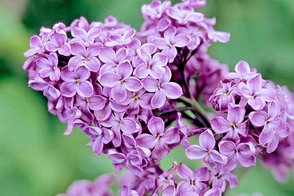 Common lilac in full purple bloom in a Colorado landscape
