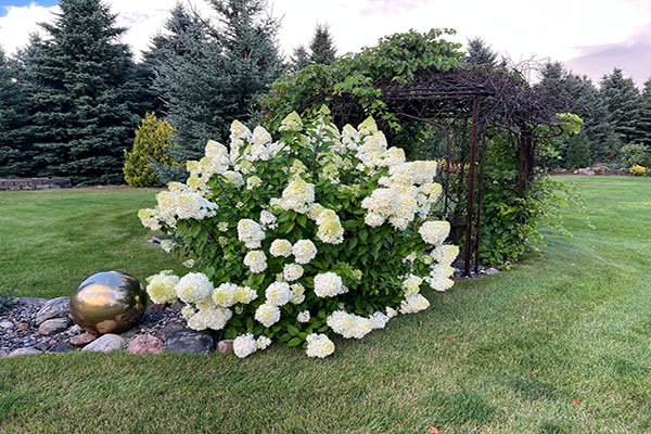 Panicle hydrangea with large cone-shaped white flower panicles