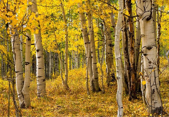 Stand of mature trees with multiple competing leaders