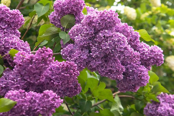Close view of purple common lilac flower panicles in spring