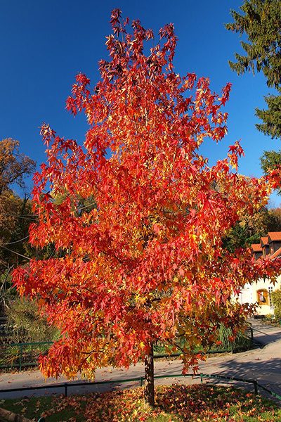Ornamental maple canopy showing dense, healthy foliage color
