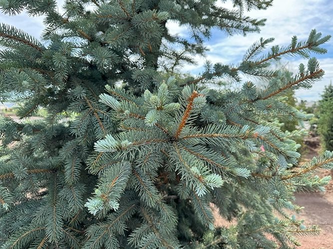 A newly planted tree being set and staked in a Colorado residential landscape