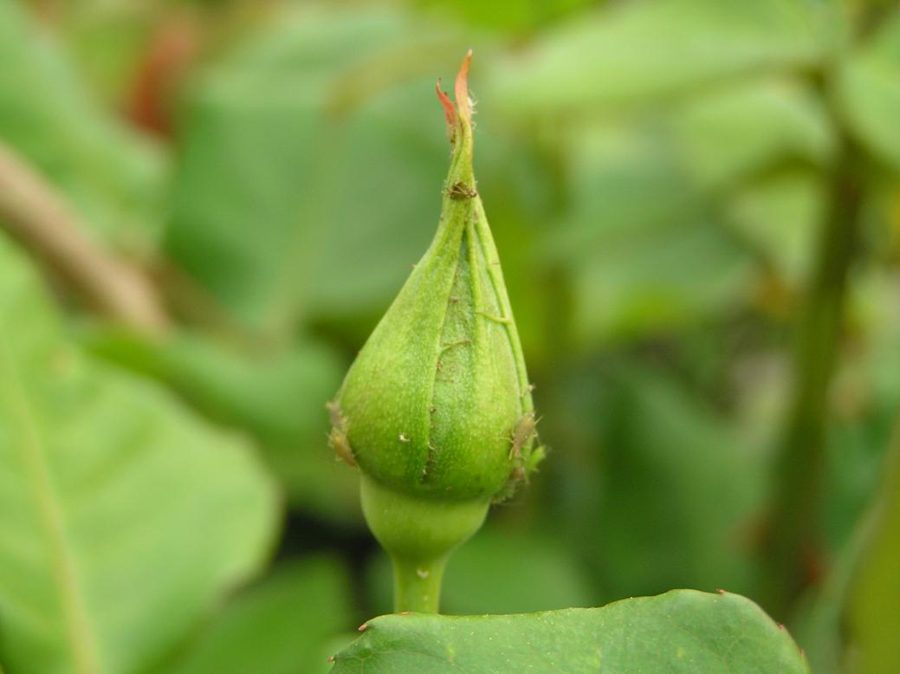 Rose Bush — Aphids