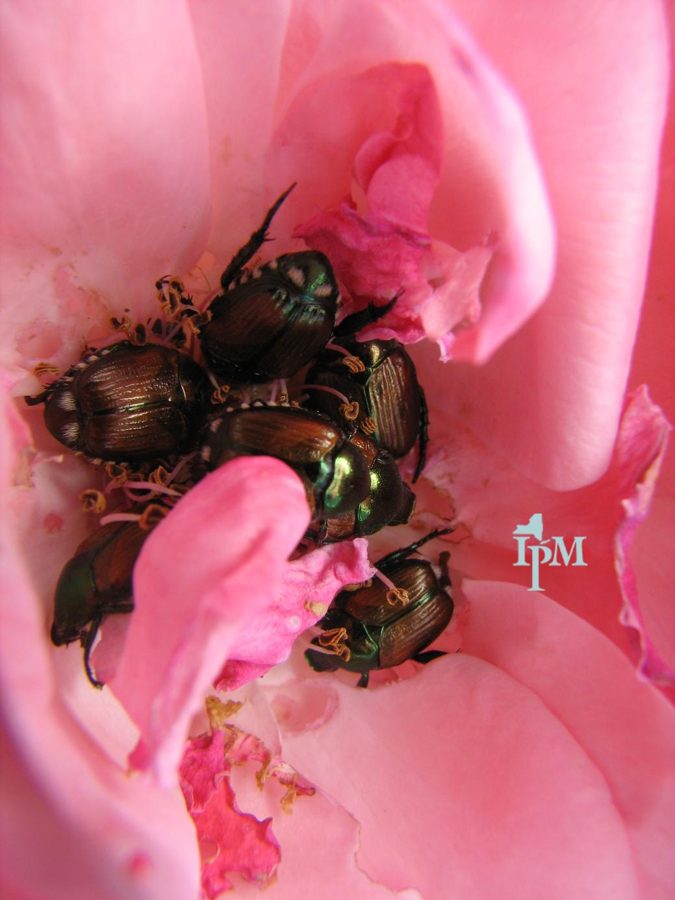 Rose Bush — Japanese Beetles