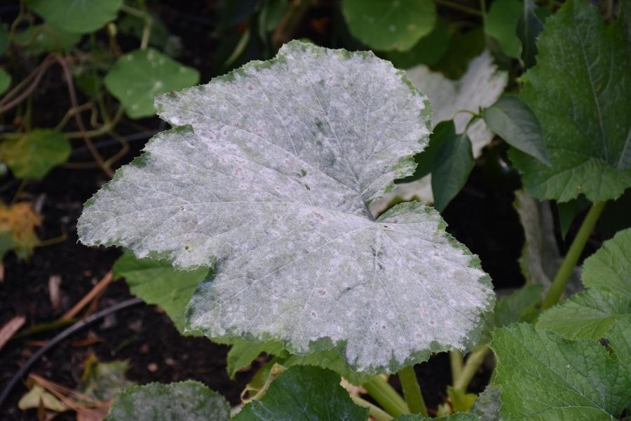 Rose Bush — Powdery Mildew