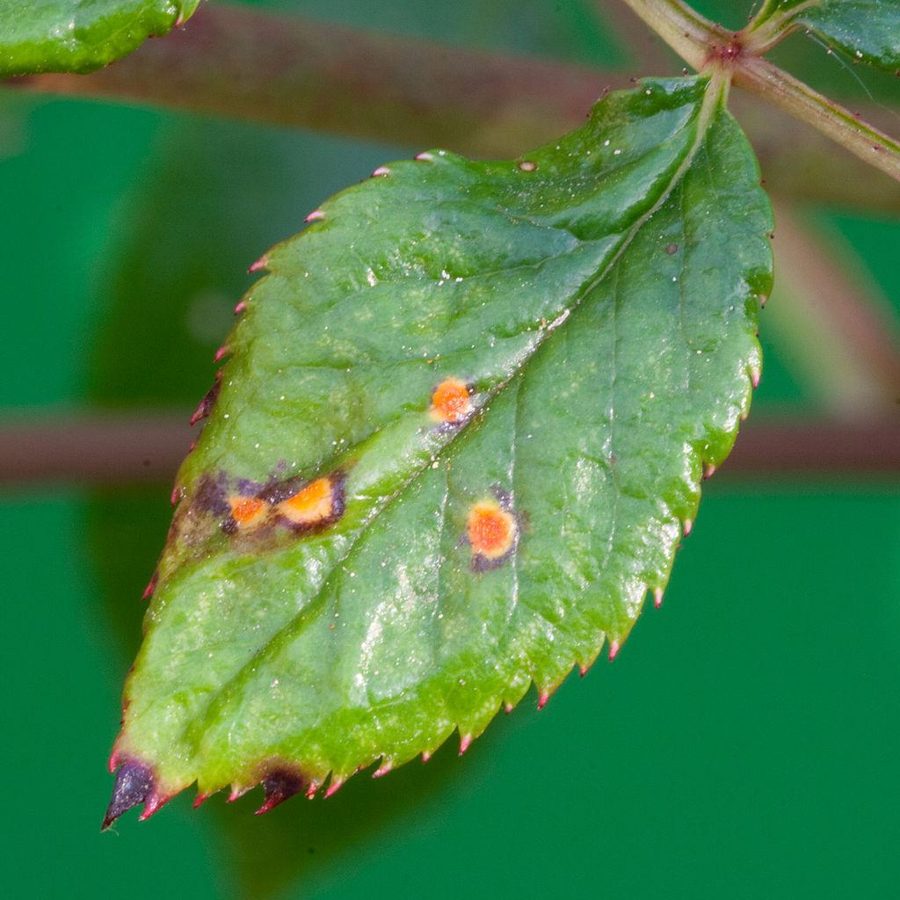 Rose Bush — Rose Rust
