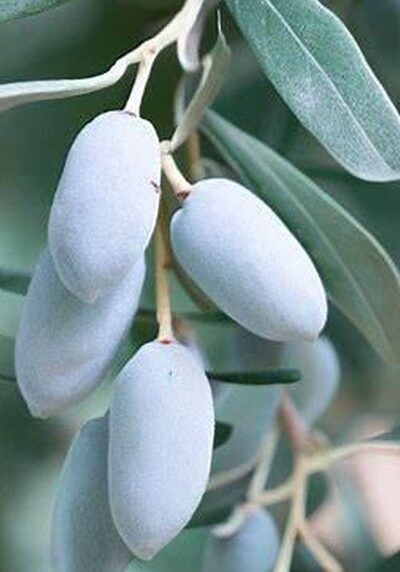 Russian Olive in a Colorado landscape