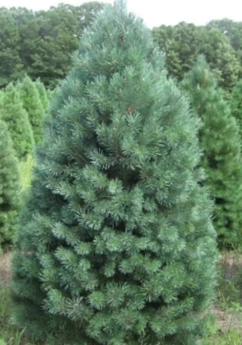 Scotch Pine in a Colorado landscape