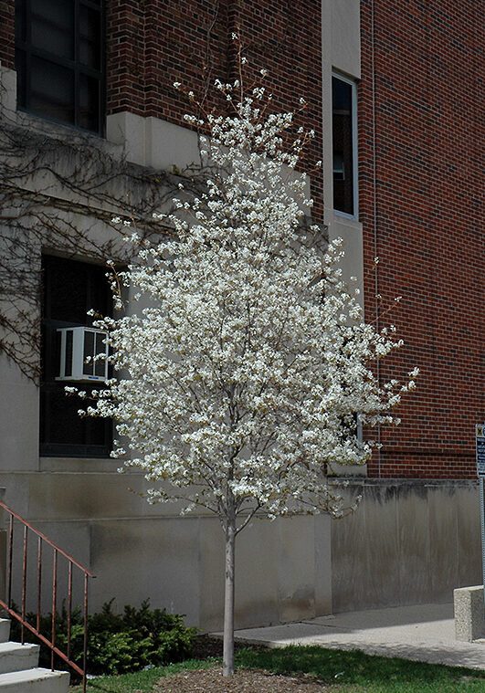 Serviceberry Tree in a Colorado landscape