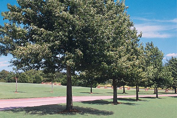 shumard oak tree