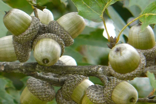 shumard oak tree branch