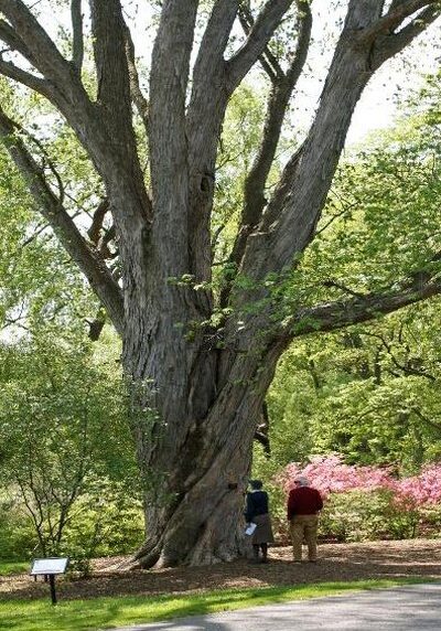 Silver Maple in a Colorado landscape