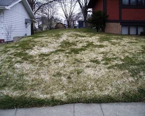 Snow Mold diagnostic reference photograph