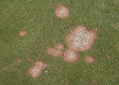 Snow Mold diagnostic reference photograph