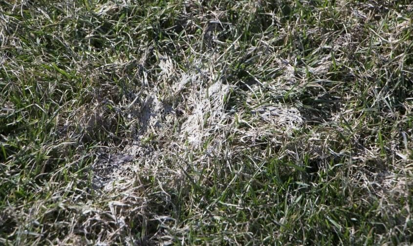 Snow Mold diagnostic reference photograph