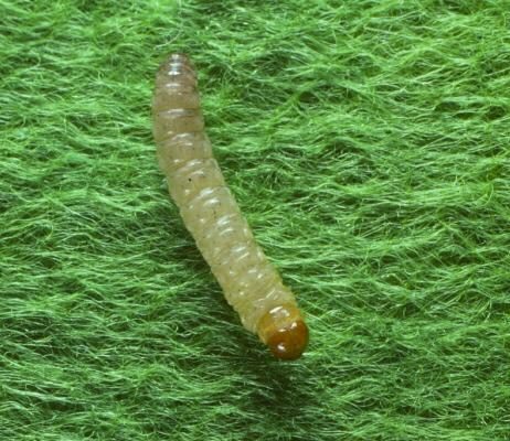 Sod Webworms (Turf) diagnostic reference photograph