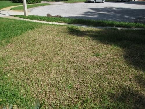 Sod Webworms (Turf) diagnostic reference photograph