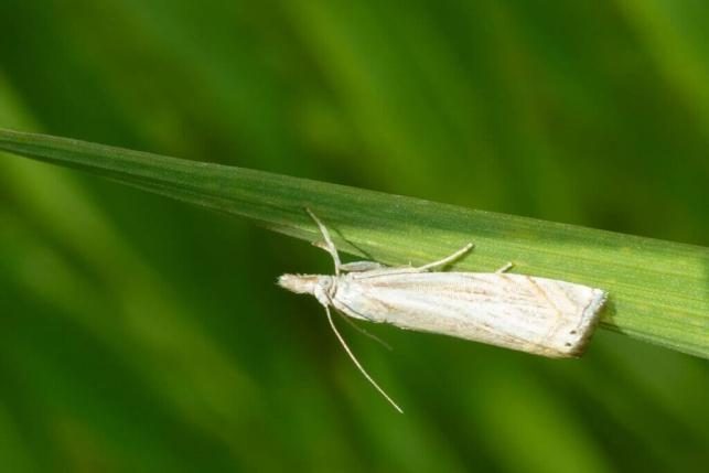Sod Webworms (Turf) diagnostic reference photograph