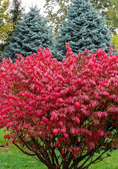 Spindle Tree in a Colorado landscape