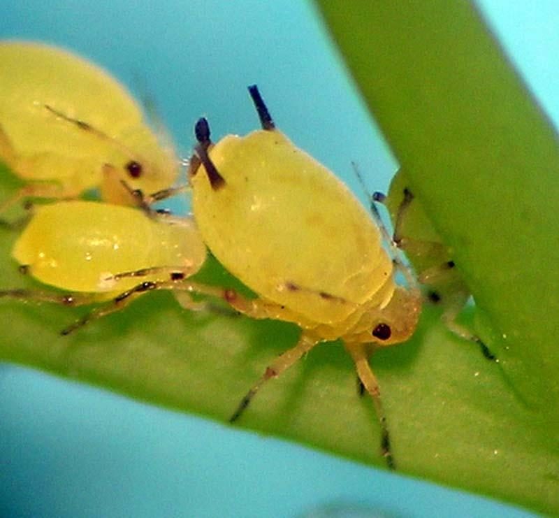 Spirea — Spider Mites